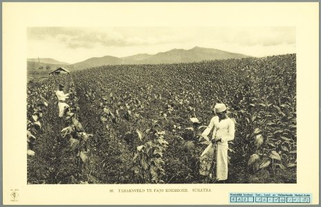 KITLV - 37412 - Demmeni, J. - Tulp, De - Haarlem - Tobacco field at Payakumbuh, Sumatra - 1911