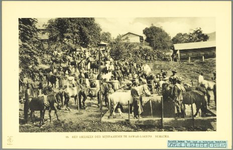 KITLV - 37424 - Demmeni, J. - Tulp, De - Haarlem - The mine horses are watered at Sawahlunto - 1911