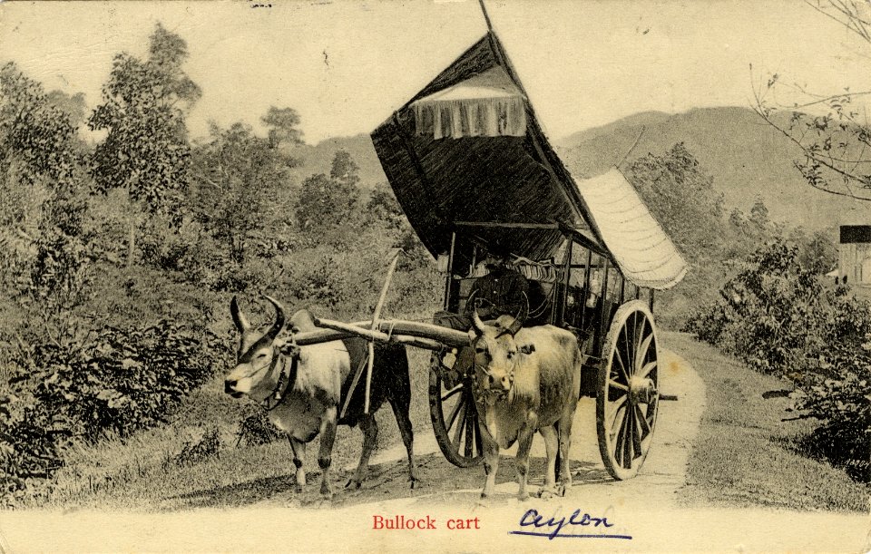 KITLV - 1401606 - Lambert & Co., G.R. - Singapore - Bullock cart - circa 1900