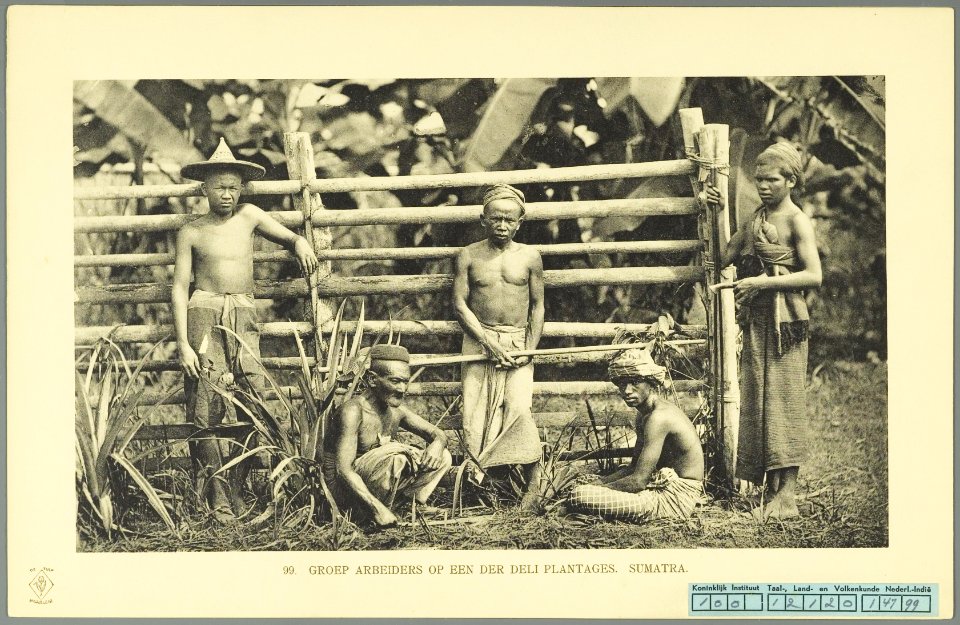 KITLV - 37428 - Demmeni, J. - Tulp, De - Haarlem - Workers on a tobacco plantation in Deli - 1911