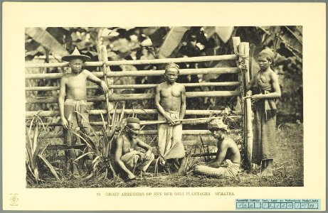 KITLV - 37428 - Demmeni, J. - Tulp, De - Haarlem - Workers on a tobacco plantation in Deli - 1911