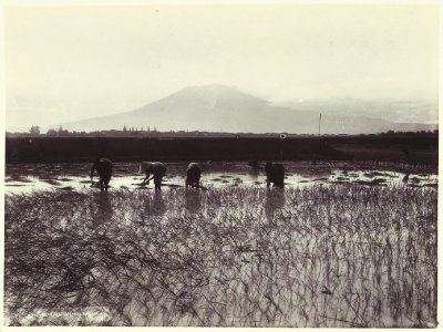 KITLV - 3746 - Kurkdjian - Soerabaja - Rice pickers in the rice fields in Java - circa 1900