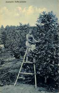 KITLV - 1402882 - Kleingrothe, C.J. - Medan - A female Javanese coffee picker - circa 1910