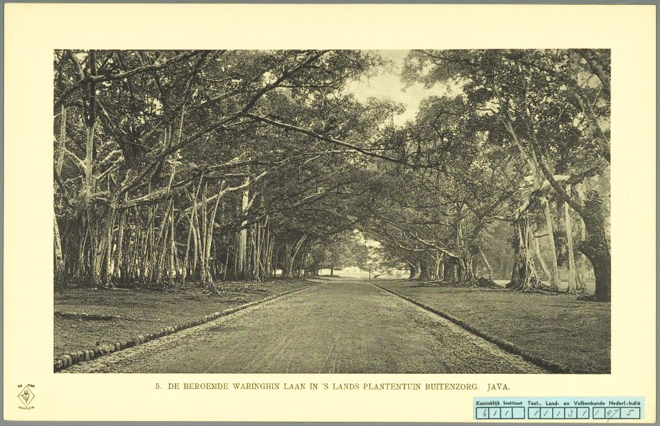 KITLV - 37335 - Demmeni, J. - Tulp, De - Haarlem - The Waringinlaan in the botanical garden at Buitenzorg (Bogor) - 1911