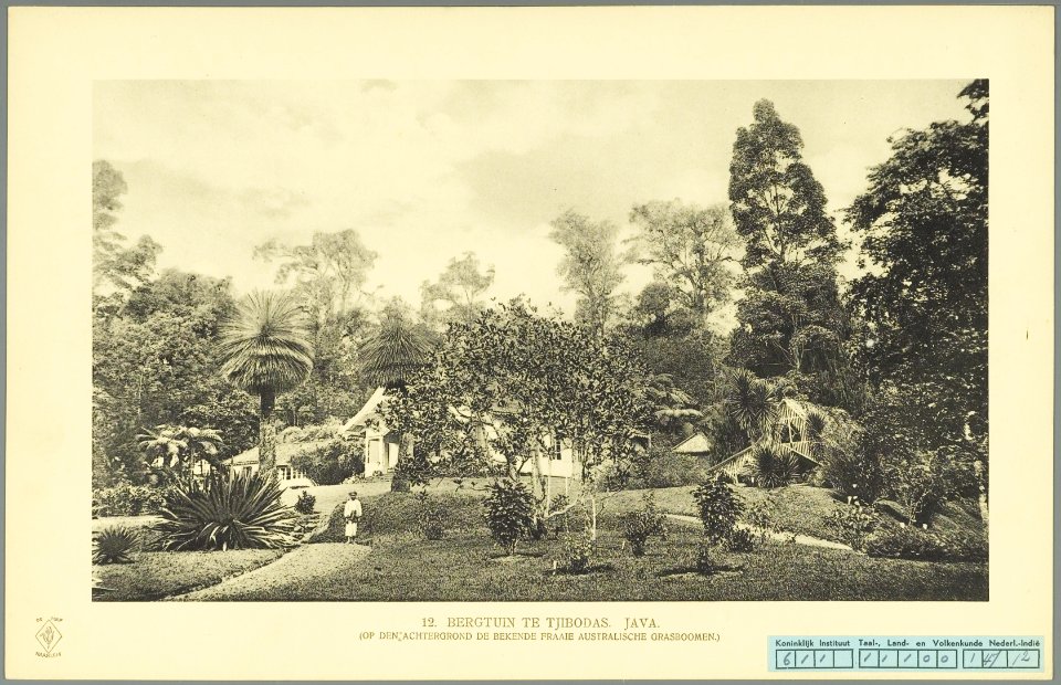 KITLV - 37342 - Demmeni, J. - Tulp, De - Haarlem - Mountain garden with Australian grass trees in the background, at Cibodas, Java - 1911
