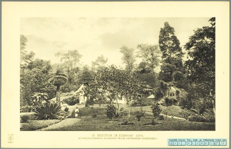 KITLV - 37342 - Demmeni, J. - Tulp, De - Haarlem - Mountain garden with Australian grass trees in the background, at Cibodas, Java - 1911