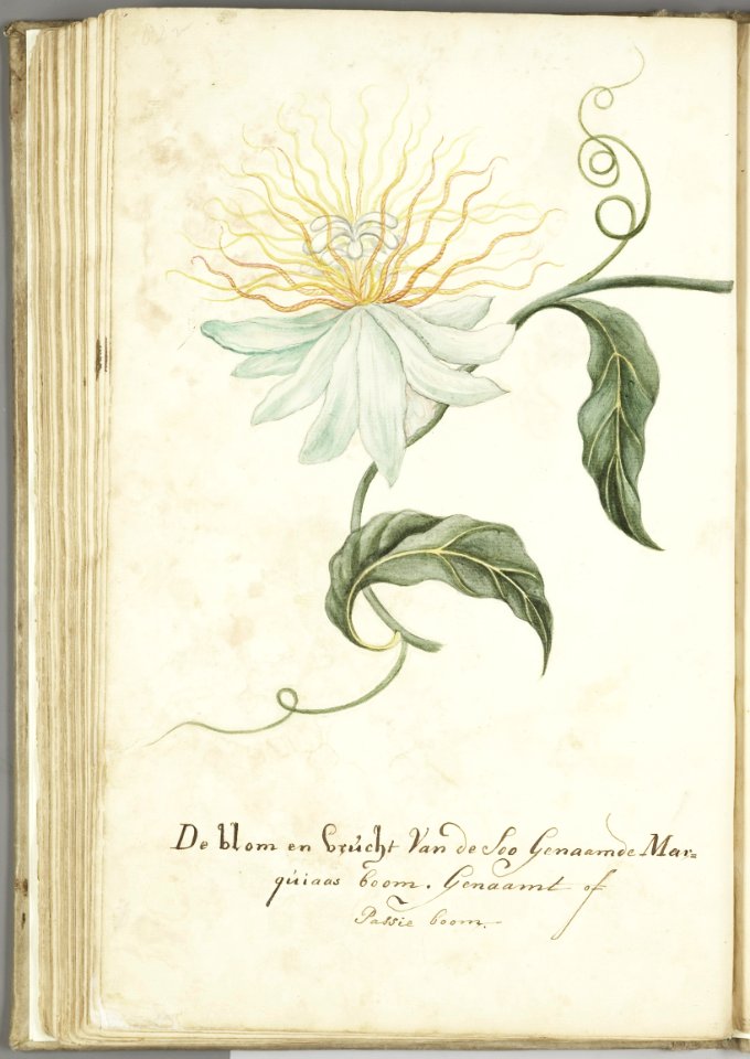 KITLV - 37A103 - Markée, Cornelis - Flower and fruit of the marquiaas or passion tree (passionfruit) - Brush drawing - Circa 1763