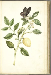 KITLV - 37A29 - Markée, Cornelis - Flowering branch of lemon tree, fruit and butterfly - Brush drawing - Circa 1763