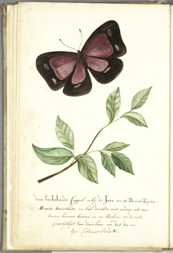 KITLV - 37A39 - Markée, Cornelis - Butterfly with leaf - Brush drawing - Circa 1763