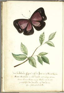 KITLV - 37A39 - Markée, Cornelis - Butterfly with leaf - Brush drawing - Circa 1763