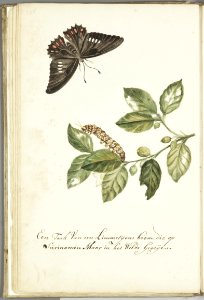 KITLV - 37A43 - Markée, Cornelis - A branch of a Limmetijen tree, wild in Surinam - Brush drawing - Circa 1763