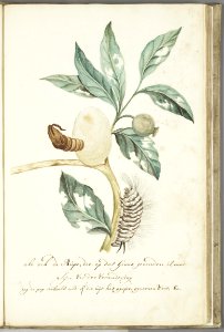 KITLV - 37A50 - Markée, Cornelis - Plant, pupa and caterpillar - Brush drawing - Circa 1763