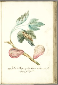KITLV - 37A54 - Markée, Cornelis - Fig tree branch with caterpillar - Brush drawing - Circa 1763