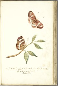 KITLV - 37A58 - Markée, Cornelis - Branch with leaves and sitting and flying brown butterfly. Caterpillar unknown - Brush drawing - Circa 1763