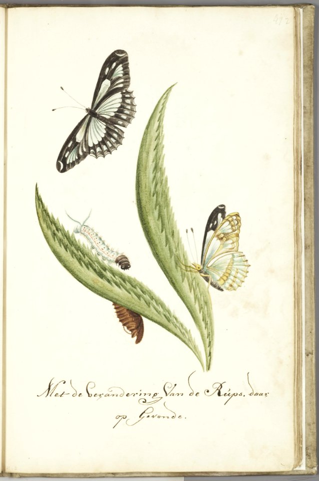 KITLV - 37A70 - Markée, Cornelis - Plant, caterpillar and butterfly - Brush drawing - Circa 1763
