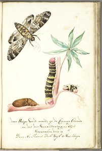 KITLV - 37A74 - Markée, Cornelis - Caterpillar found on cassava and turns into a moth in four weeks - Brush drawing - Circa 1763