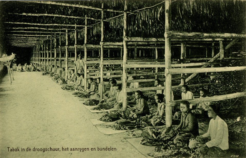 KITLV - 1405740 - Kleingrothe, C.J. - Medan - Tobacco in the drying barn, stringing and bundling, presumably on the east coast of Sumatra - 1905-1930