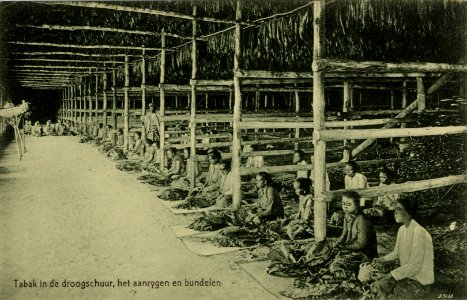 KITLV - 1405740 - Kleingrothe, C.J. - Medan - Tobacco in the drying barn, stringing and bundling, presumably on the east coast of Sumatra - 1905-1930