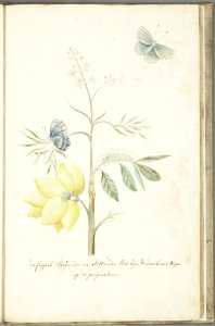 KITLV - 37A78 - Markée, Cornelis - Butterfly sitting and flying with wonderful caterpillar on a plum tree - Brush drawing - Circa 1763