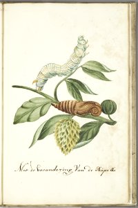 KITLV - 37A82 - Markée, Cornelis - Leaf with fruit, caterpillar and butterfly - Brush drawing - Circa 1763