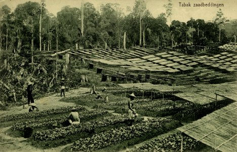 KITLV - 1405747 - Kleingrothe, C.J. - Medan - Tobacco seed beds in Deli - 1905-1930
