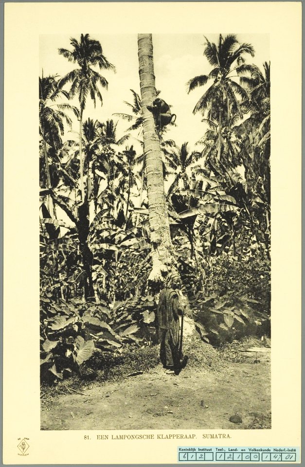 KITLV - 37410 - Demmeni, J. - Tulp, De - Haarlem - A monkey trained to get coconuts with his handler, working at Lampung, Sumatra - 1911