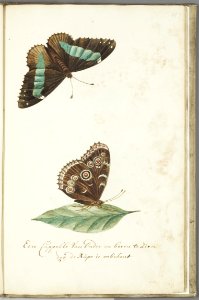 KITLV - 37A86 - Markée, Cornelis - A butterfly seen from below and from above but the caterpillar is unknown - Brush drawing - Circa 1763