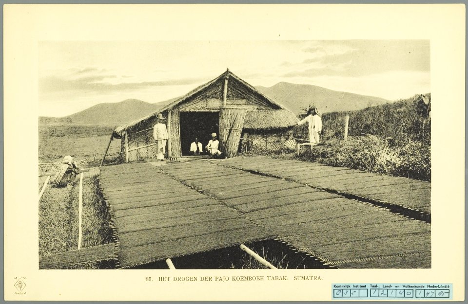 KITLV - 37414 - Demmeni, J. - Tulp, De - Haarlem - Tobacco drying at Payakumbuh, Sumatra - 1911