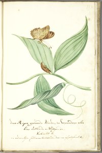 KITLV - 37A94 - Markée, Cornelis - A branch of the banelle plant with caterpillar and butterfly from my collection - Brush drawing - Circa 1763