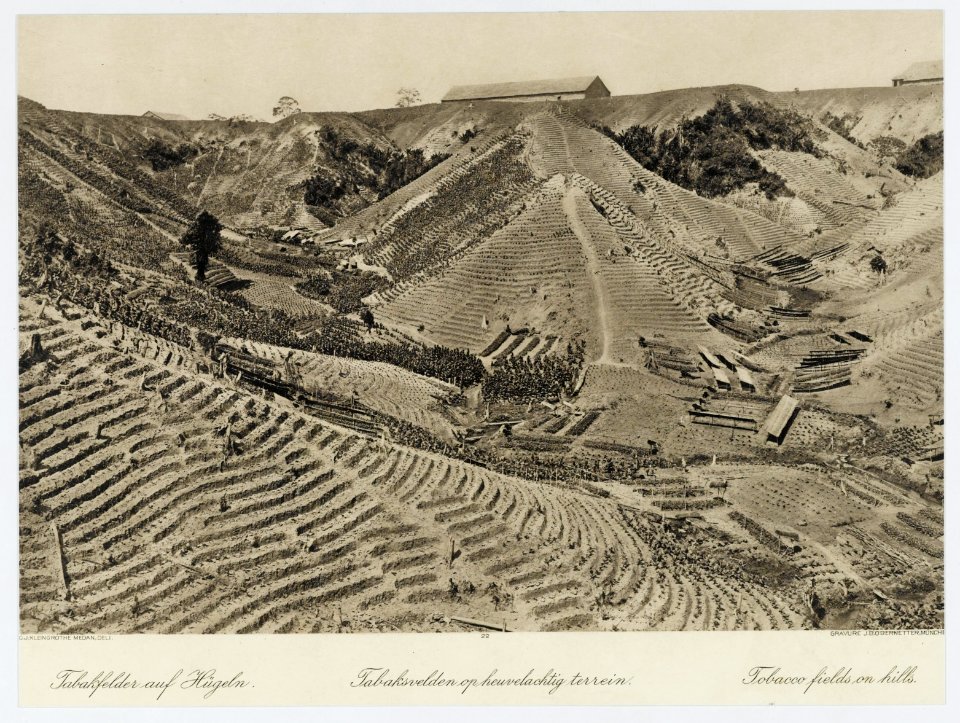 KITLV - 18400 - Kleingrothe, C.J. - Medan - Tobacco fields in hilly terrain, presumably in Deli - circa 1910