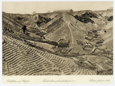 KITLV - 18400 - Kleingrothe, C.J. - Medan - Tobacco fields in hilly terrain, presumably in Deli - circa 1910