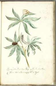 KITLV - 37A98 - Markée, Cornelis - Yet a third type of caterpillar on the same kind of crop with the metamorphosis to the moth - Brush drawing - Circa 1763