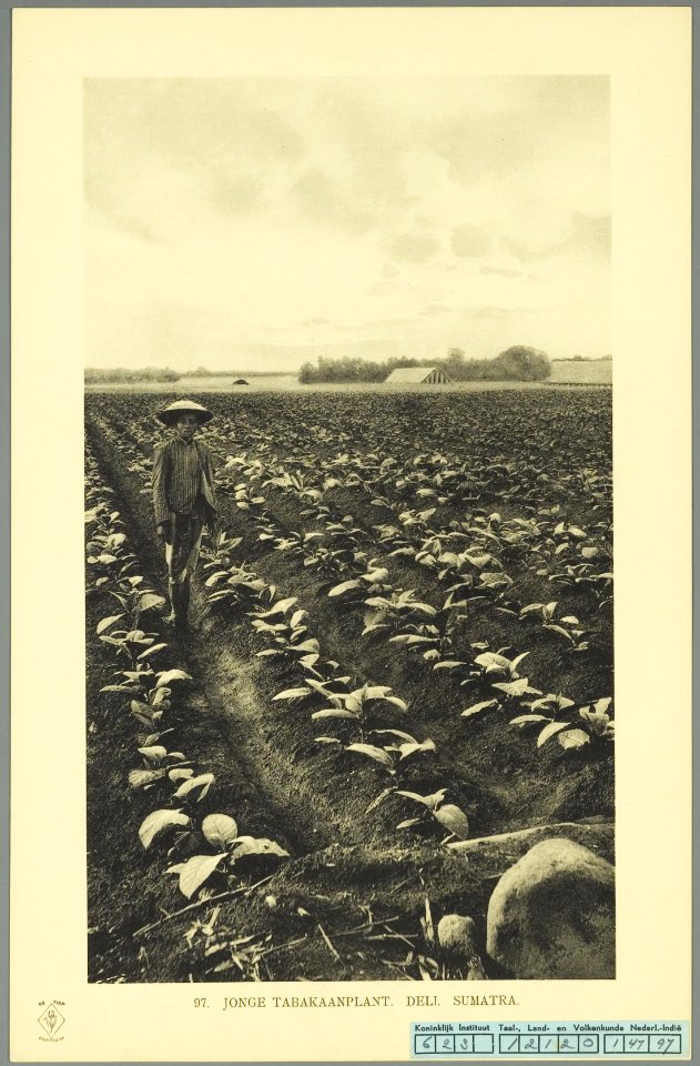 KITLV - 37426 - Demmeni, J. - Tulp, De - Haarlem - Tobacco plantation, Deli - 1911
