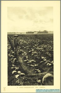 KITLV - 37426 - Demmeni, J. - Tulp, De - Haarlem - Tobacco plantation, Deli - 1911