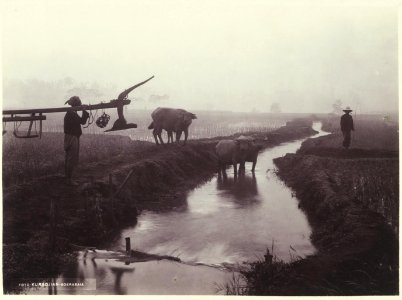 KITLV - 3744 - Kurkdjian - Soerabaja - Farmers with their buffaloes in the rice fields in Java - circa 1900