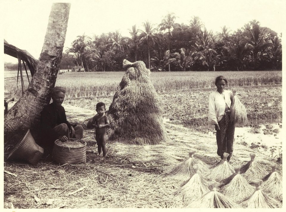 KITLV - 3748 - Kurkdjian - Soerabaja - Rice harvest in Java - circa 1900
