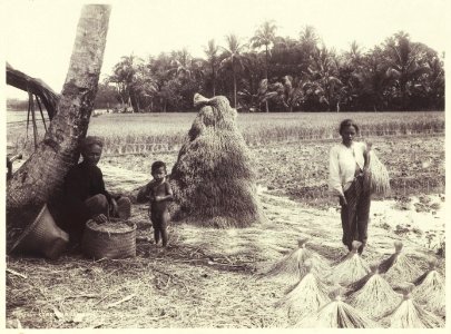 KITLV - 3748 - Kurkdjian - Soerabaja - Rice harvest in Java - circa 1900