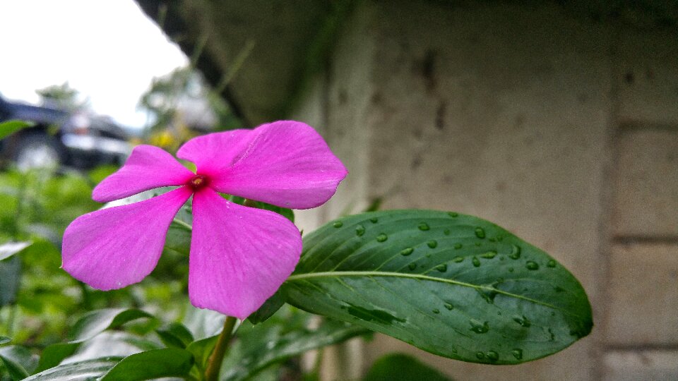 Purple wet leaf