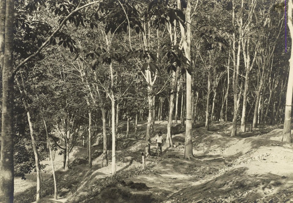 KITLV - 38920 - Kleingrothe, C.J. - Medan - Hevea rubber trees on a plantation at Sumatra's east coast - circa 1920