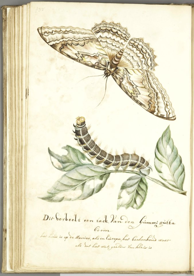 KITLV - 37A101 - Markée, Cornelis - Branch of the gummi-gutta tree, with caterpillar and butterfly - Brush drawing - Circa 1763