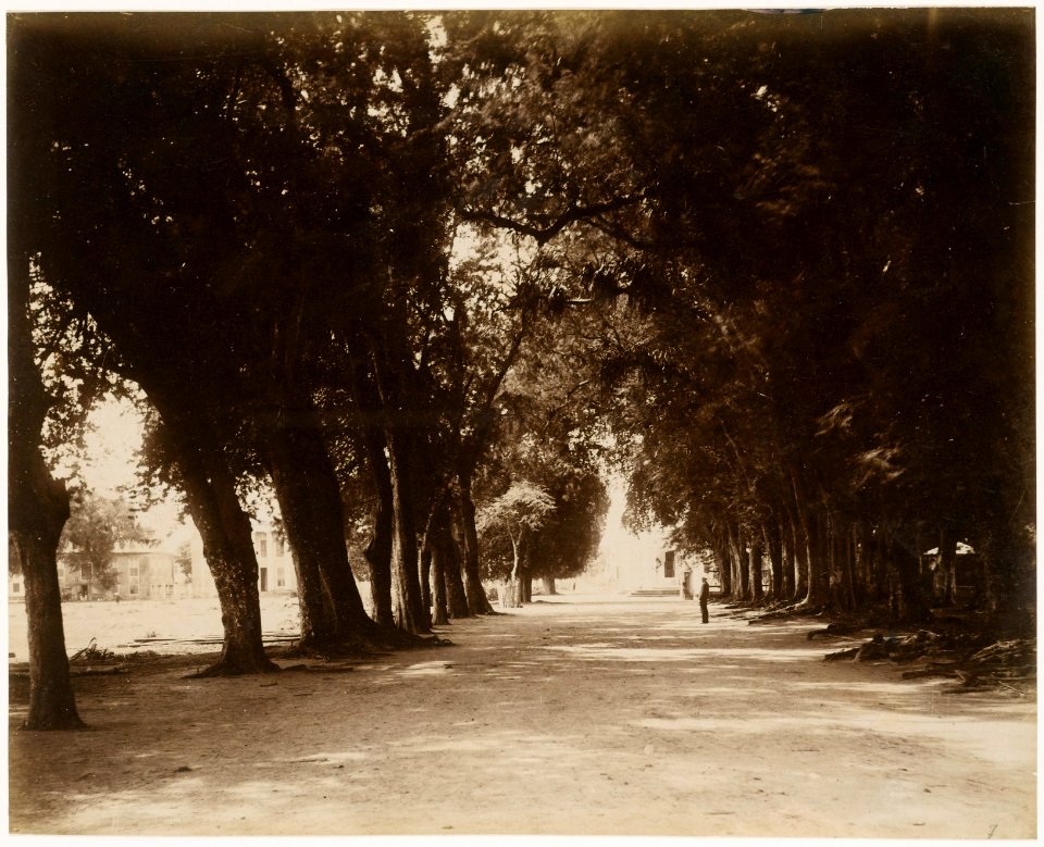 KITLV - 39008 - Muller, Julius Eduard - Paramaribo - Tamarind Avenue in Paramaribo between the Government House and Fort Zeelandia - circa 1885