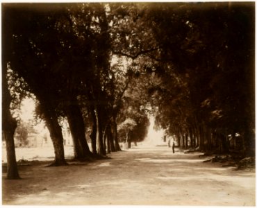 KITLV - 39008 - Muller, Julius Eduard - Paramaribo - Tamarind Avenue in Paramaribo between the Government House and Fort Zeelandia - circa 1885