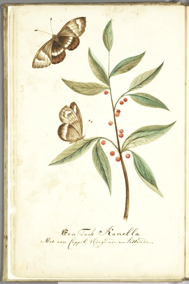 KITLV - 37A27 - Markée, Cornelis - A Kanalla branch with a butterfly - Brush drawing - Circa 1763