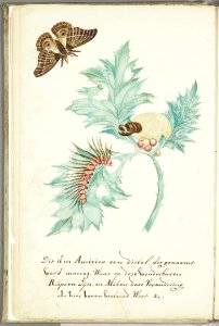 KITLV - 37A31 - Markée, Cornelis - Thistle called maccaj in America, with caterpillars in all phases and butterfly - Brush drawing - Circa 1763