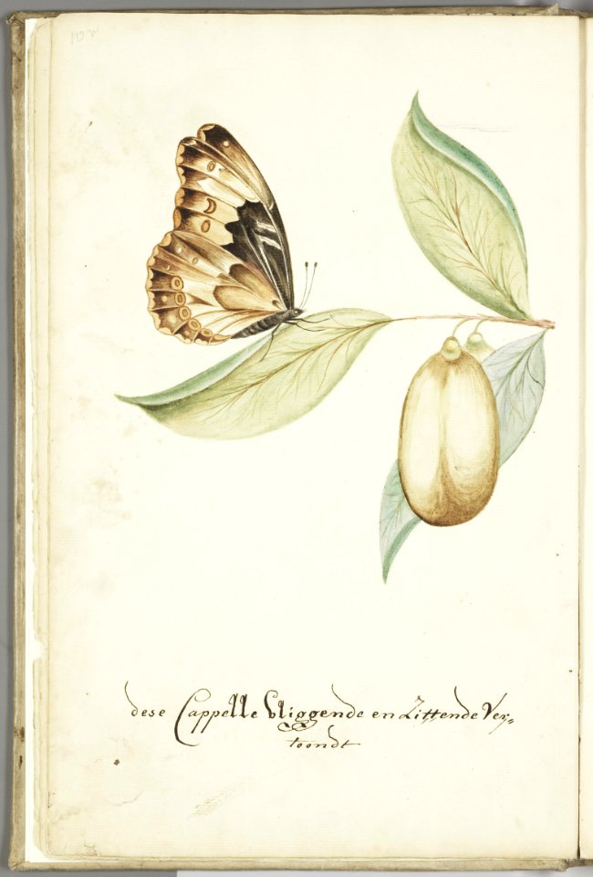 KITLV - 37A33 - Markée, Cornelis - Flying butterfly on a Anena leaf for its beauty - Brush drawing - Circa 1763
