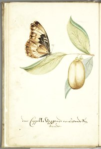KITLV - 37A33 - Markée, Cornelis - Flying butterfly on a Anena leaf for its beauty - Brush drawing - Circa 1763