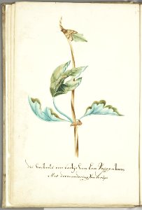 KITLV - 37A37 - Markée, Cornelis - Figtree branch with caterpillar and butterfly - Brush drawing - Circa 1763