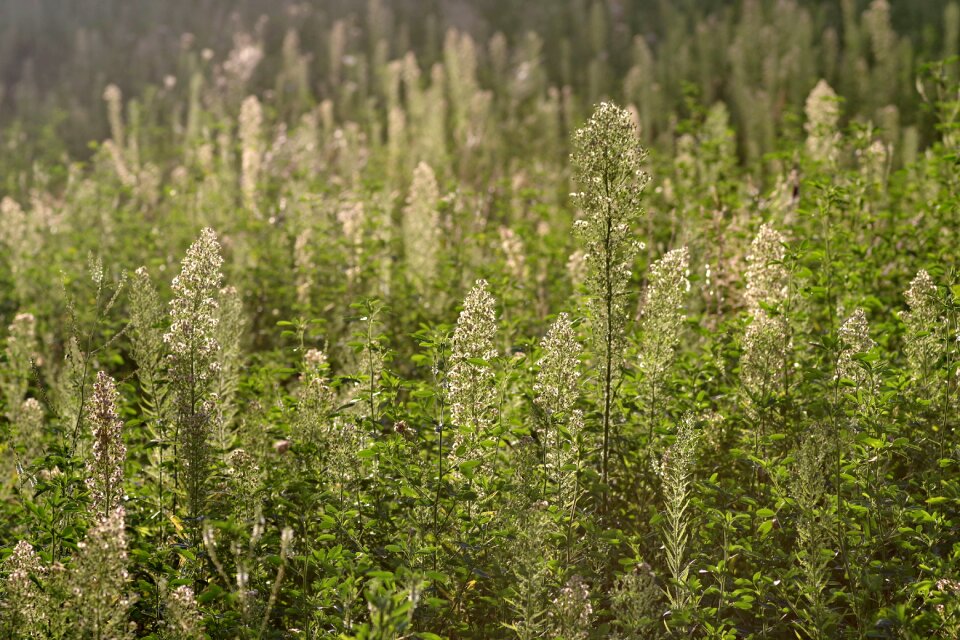 Flowers plants sunny photo