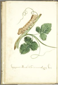 KITLV - 37A41 - Markée, Cornelis - Wine branch rank, with the metamorphosis of a female butterfly, sitting and flying - Brush drawing - Circa 1763