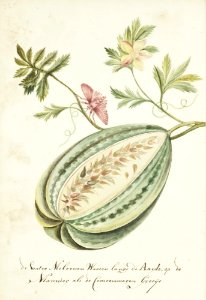 KITLV - 37A45 - Markée, Cornelis - Watermelon with leaves and butterfly - Brush drawing - Circa 1763 (cropped)
